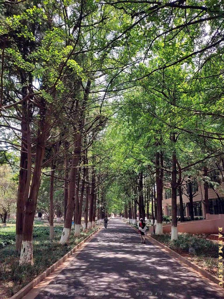 Kunming - Universite du Yunnan (47).jpg